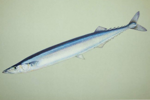 Sayra fish: opis, mjesto prebivališta Sayra fish: opis, mjesto prebivališta